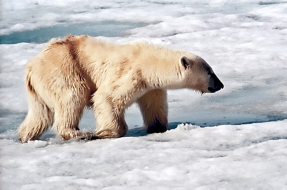 Белый медведь — самый крупный и самый опасный для человека обитатель Свальбарда. 