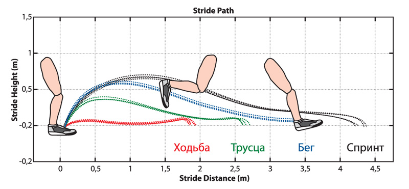 Фазы бегового шага.
 фото: из рекламного буклета Polar
