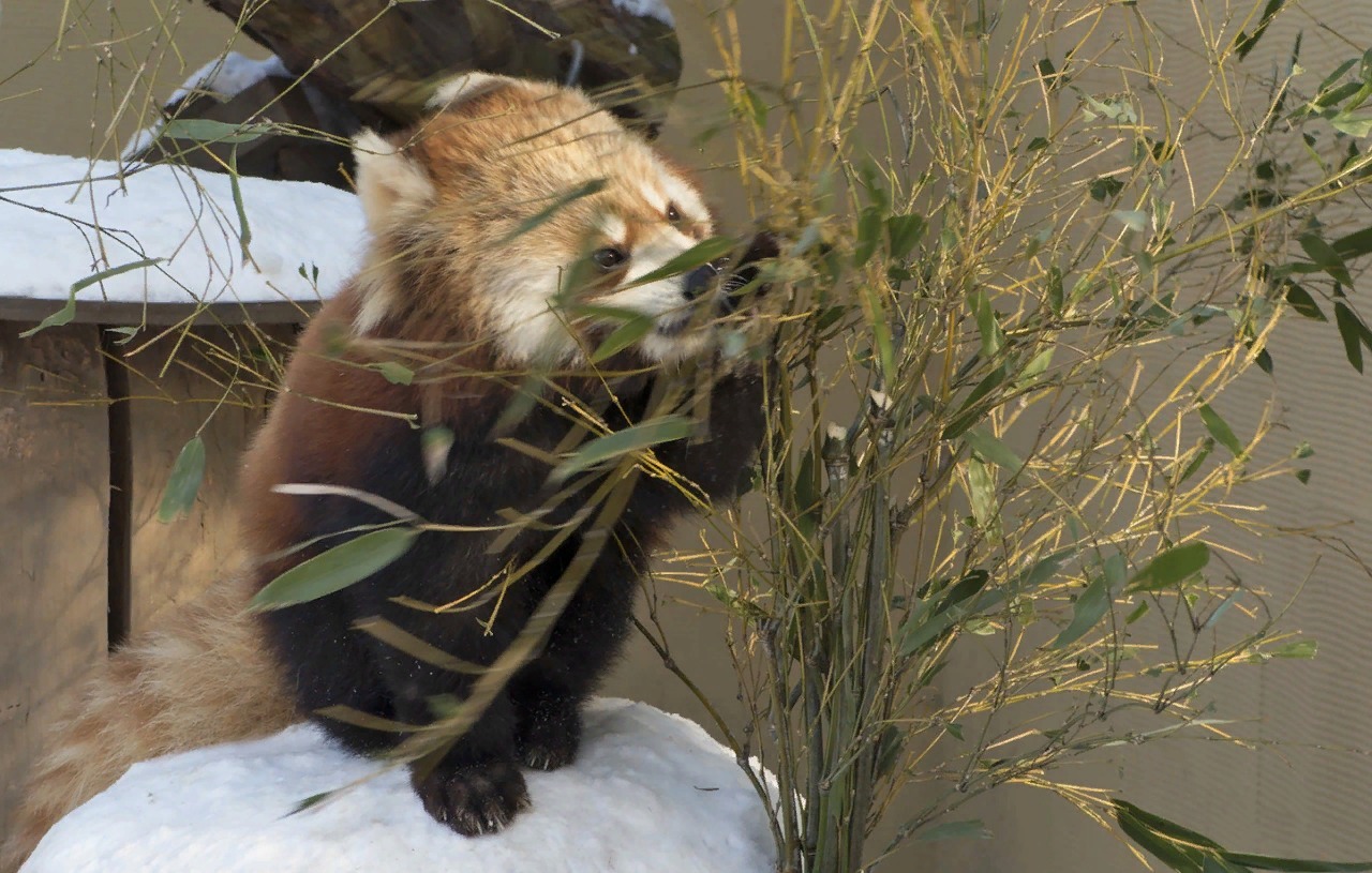 Красная панда в зоопарке г. Асахикава.