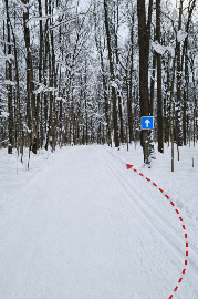 Лыжня за пасекой...