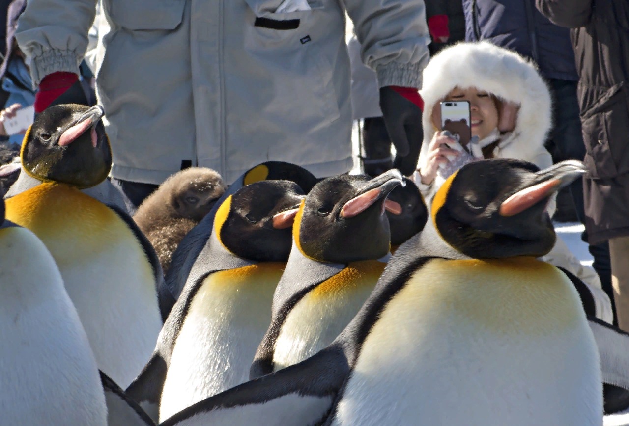 Парад пингвинов в зоопарке г. Асахикава.