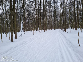 Измайловский лес кв-22