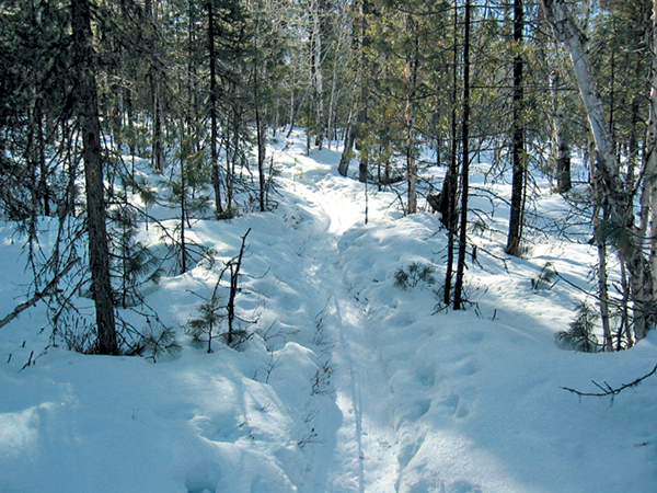 Типичная лыжня долины ручья Спусковой, крутящаяся среди деревьев. Скорость при движении вниз нарастает стремительно, однако лыжи в плуг не поставишь - здесь надо применять особую технику торможения.