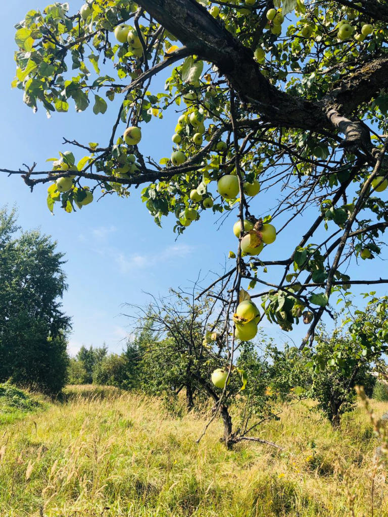 Урожай яблок в Алешкино большой, даже некоторые ветки обломились!