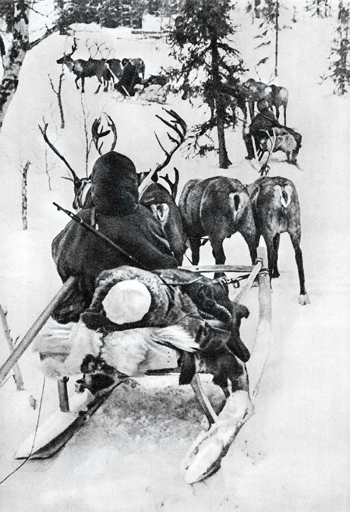 Вывоз раненых с помощью оленей с поля боя в Заполярье.
