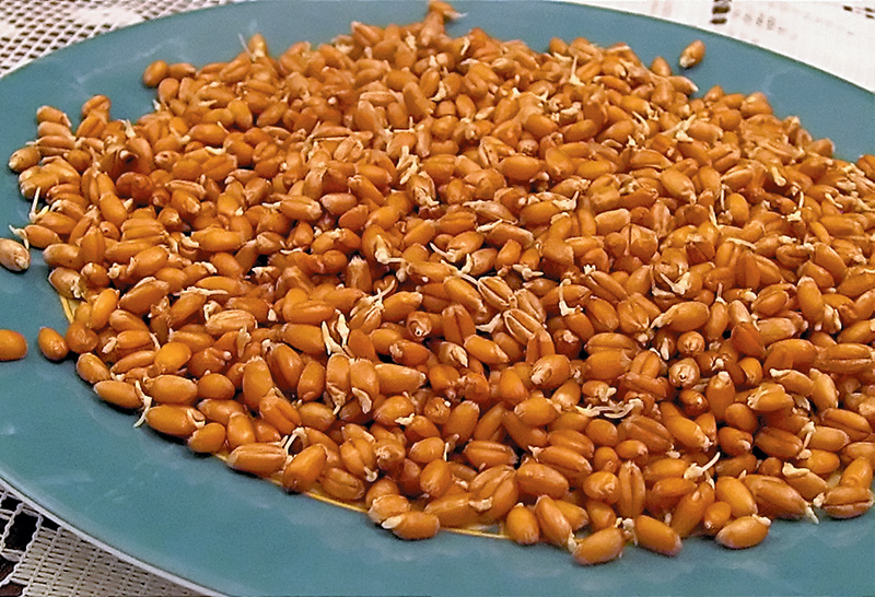 Пророщенное зерно. Когда из зёрнышка выклёвывается-пробивается росток длиной в два-три миллиметра, его можно употреблять в пищу.