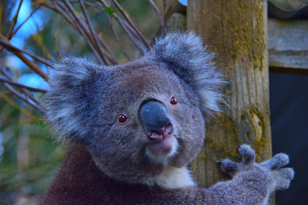 Лаверс Хилл, домашний зоопарк, коала