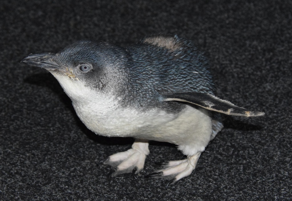Маленький голубой пингвин 