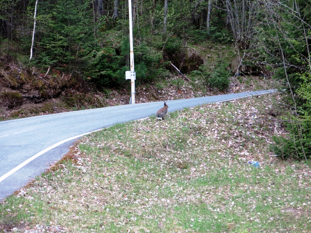 …А сейчас качество асфальта решил проинспектировать местный зайчик. 