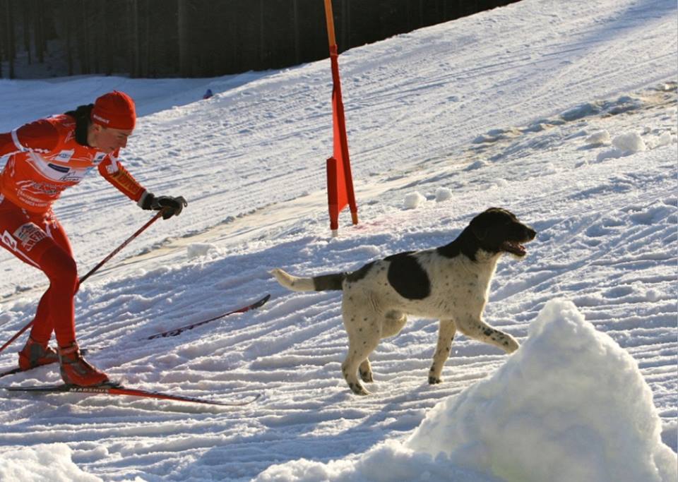 Юстина Ковальчик (Польша) штурмует горнолыжный склон Хвойный Урман в Ханты-Масийске на победном для себя Спринт-туре