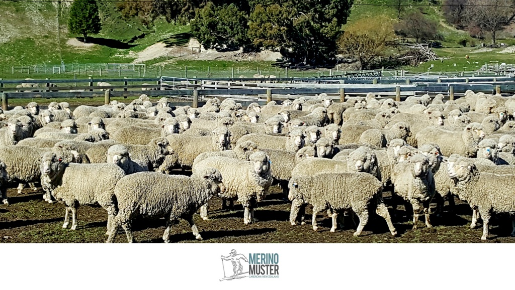 Кардрона, мериносовые овцы, символ Merino Muster